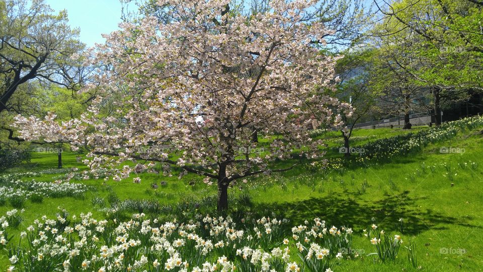 Fruit trees in blossom