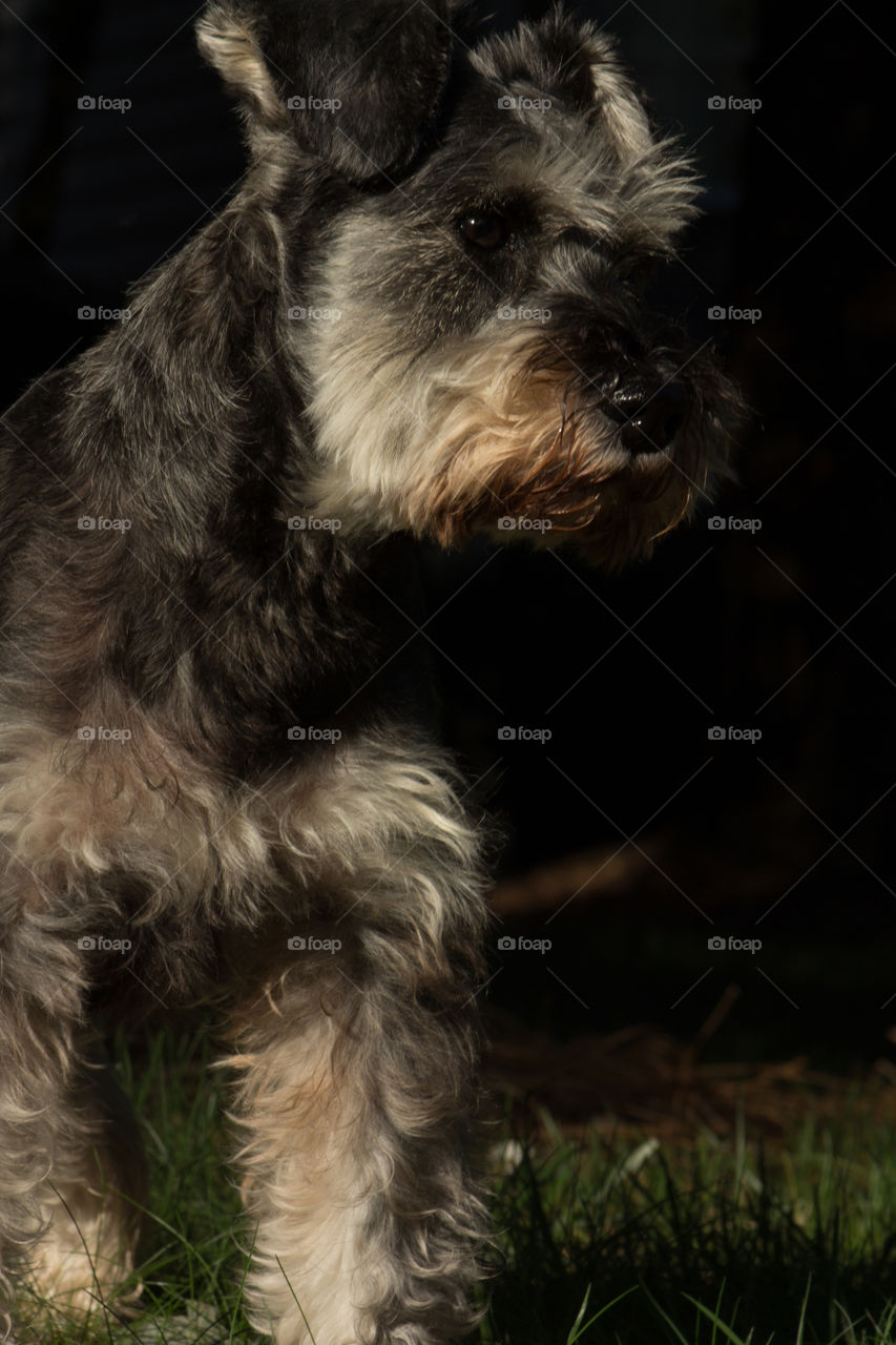 Salt and pepper miniature schnauzer with side profile in sunlight and dark shadows.