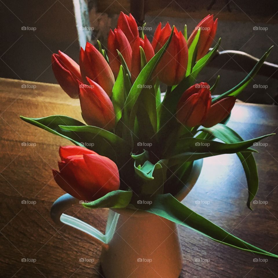 Red Tulips