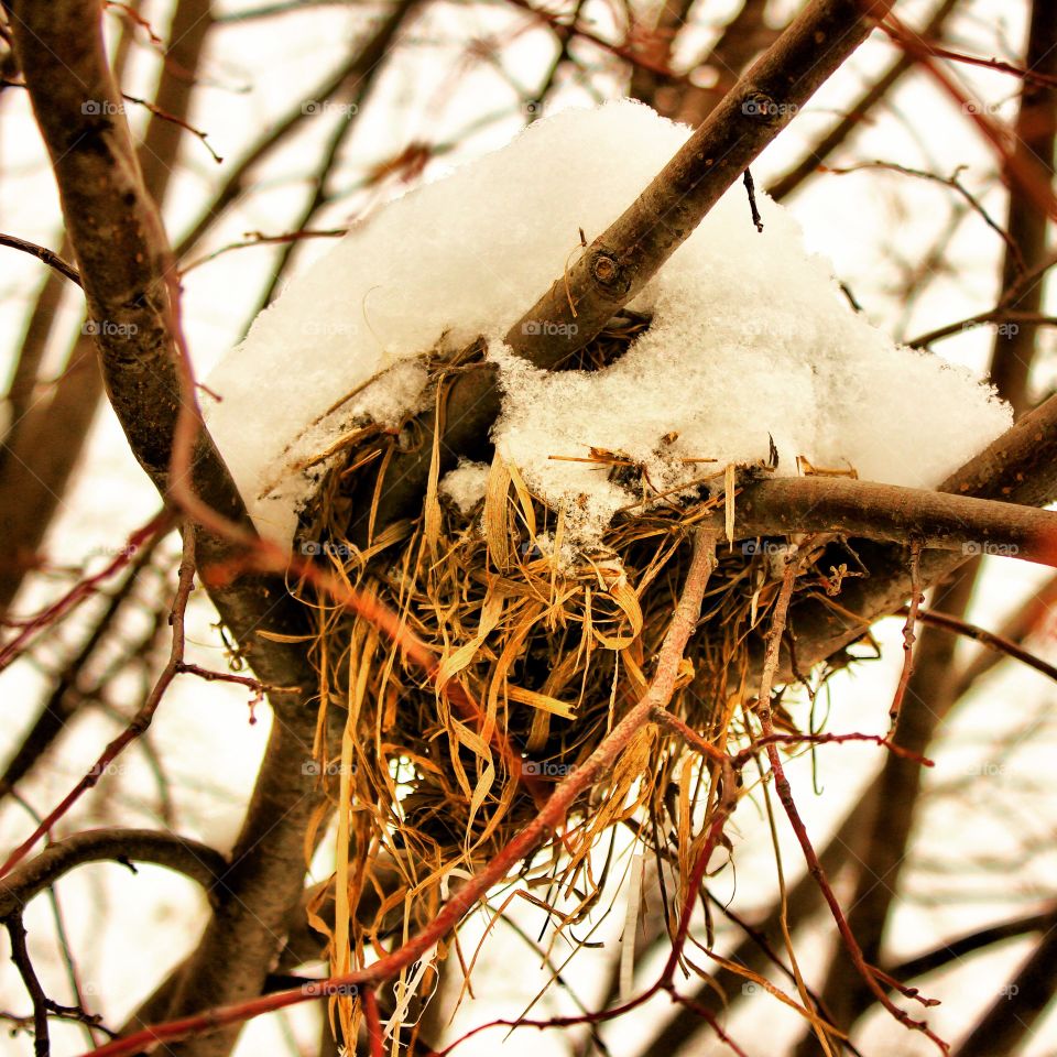 A snow covered bird nest high in a tree 