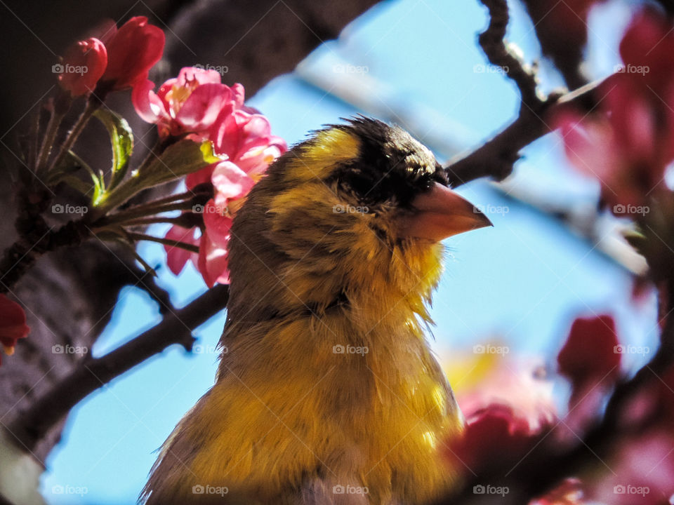 Goldfinch