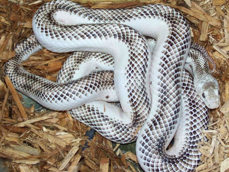 White saided black rat snake