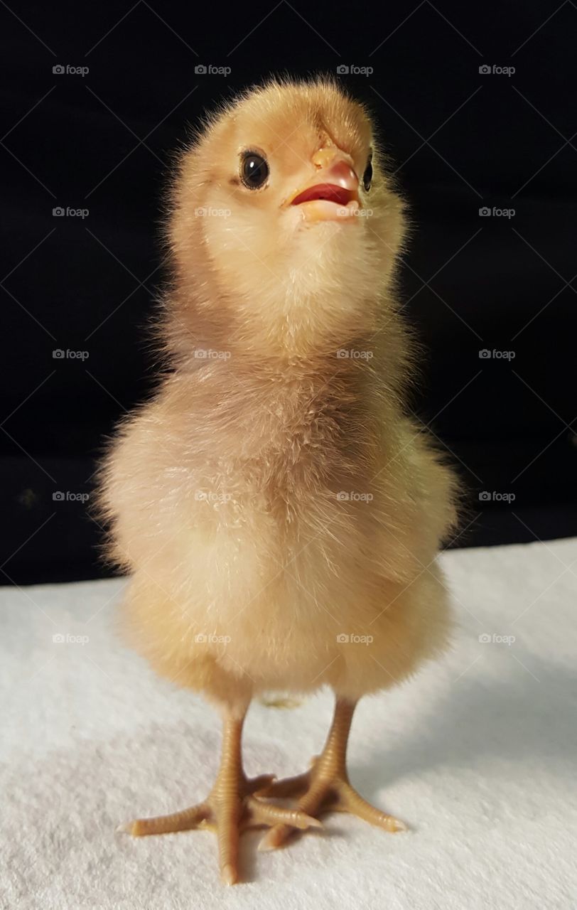 Chick curious