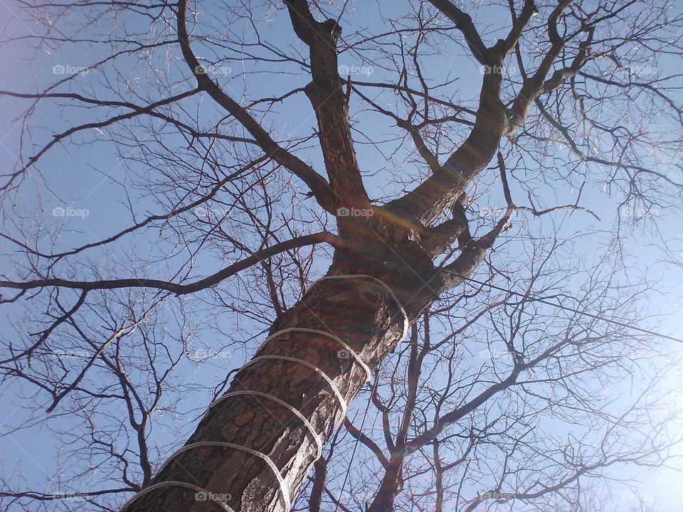 cool tree,  Springfield MA