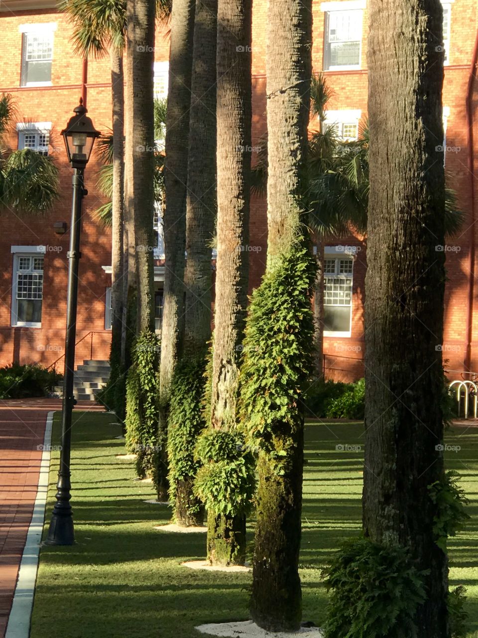 Tree lined path on campus 