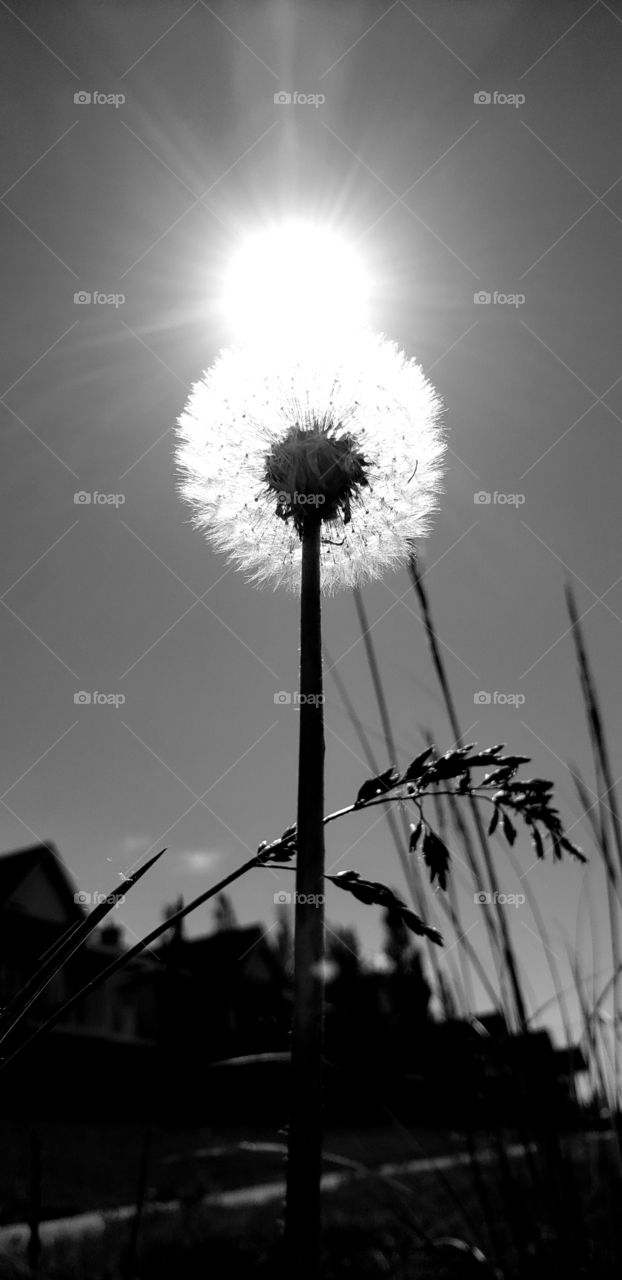 A dandelion with sunny