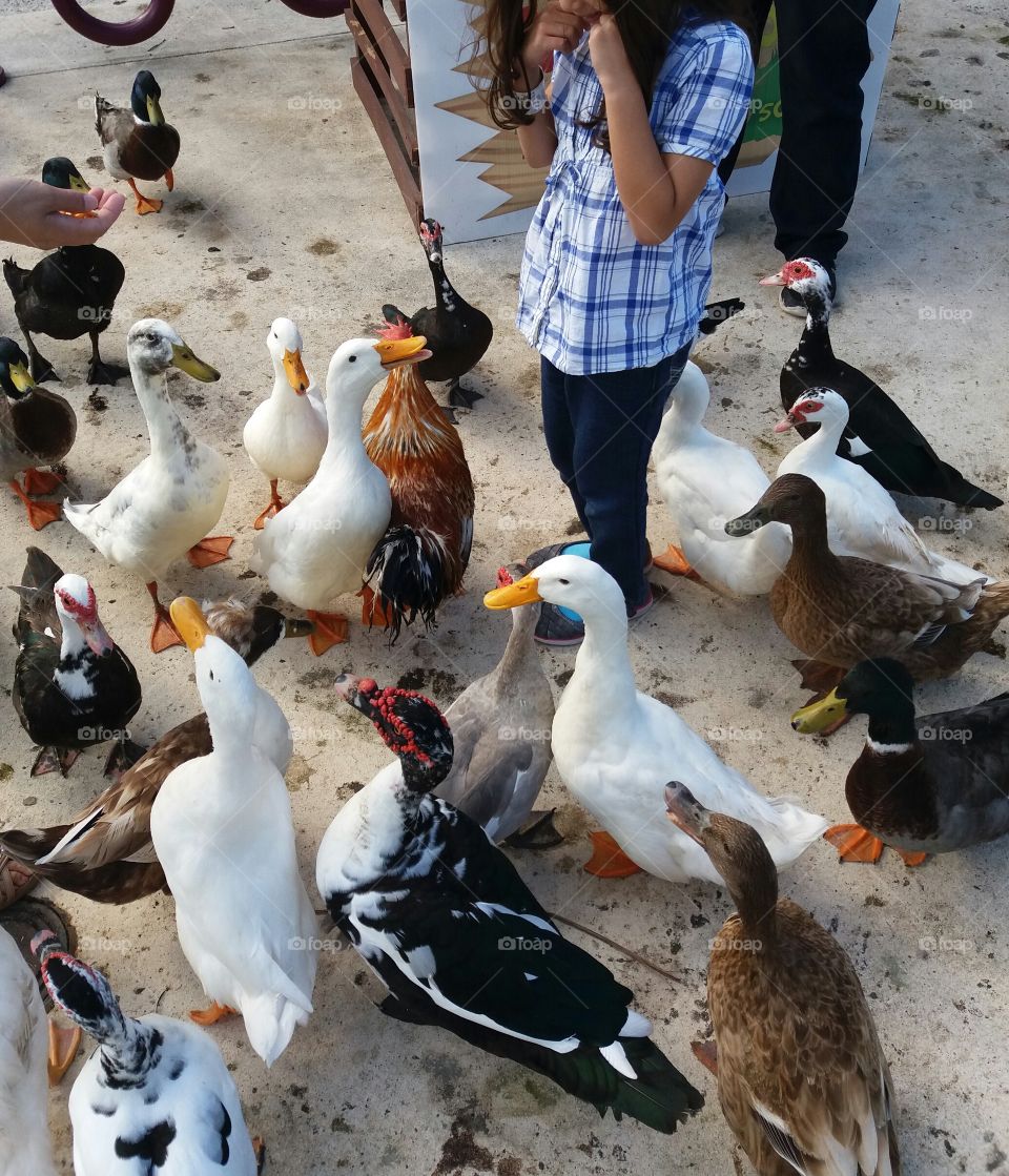 Girl feeding the ducks 2