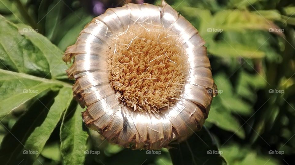 Macro photo of flower growing in the garden