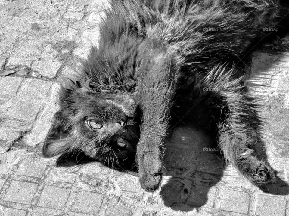 Black and white picture of a kitten enjoying a dust bath in the Medina of Marrakech