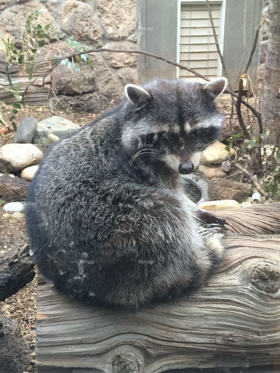 Close up of raccoon 