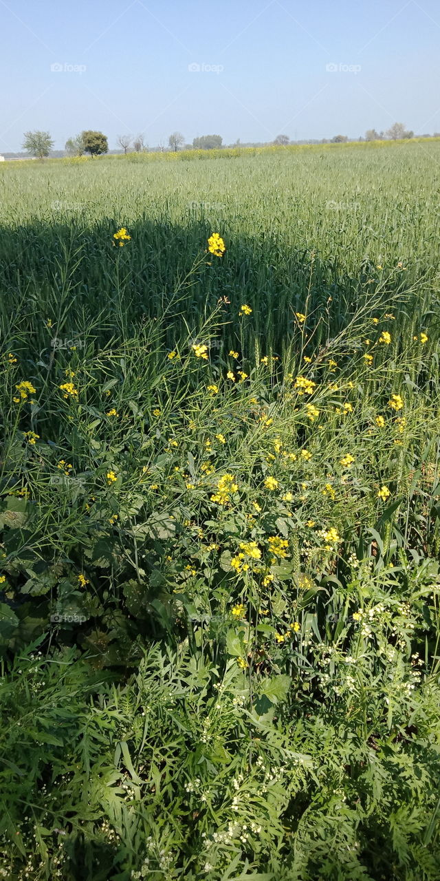 Flora, Field, Summer, Agriculture, Landscape