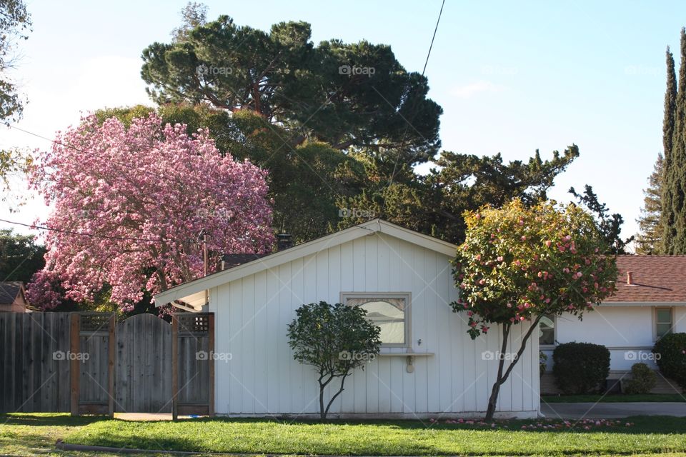 Spring house 