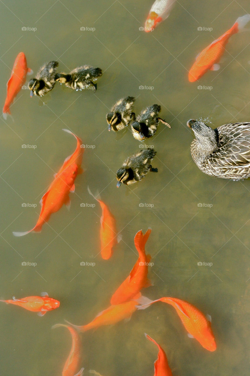 pond fish swim duck by lmtrent