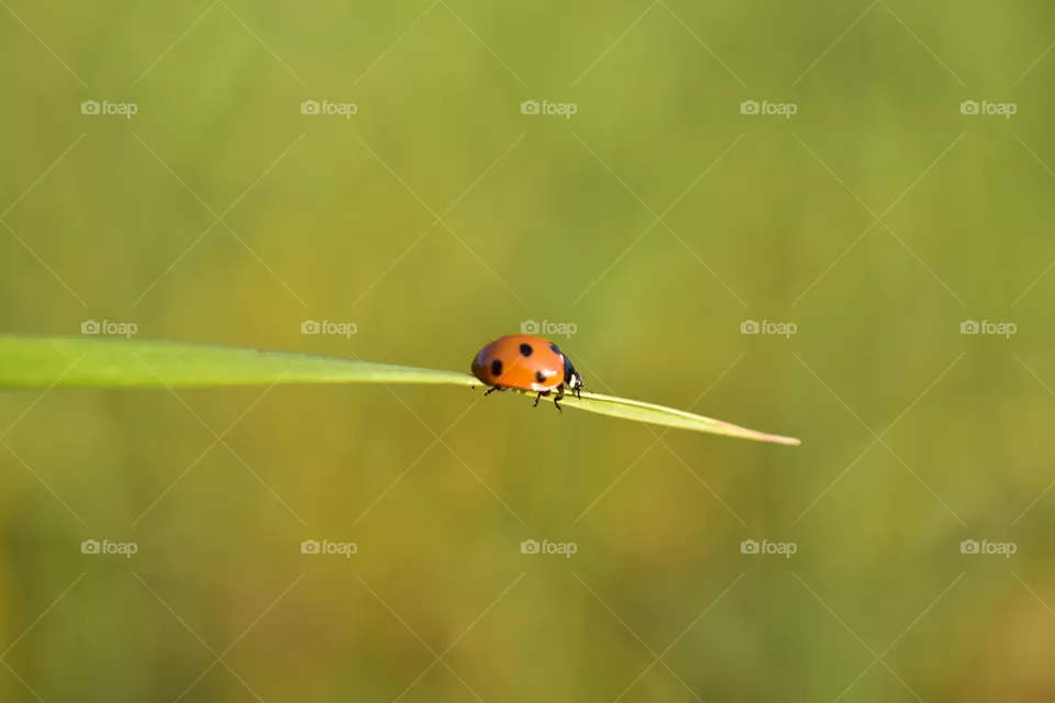summer beetle
