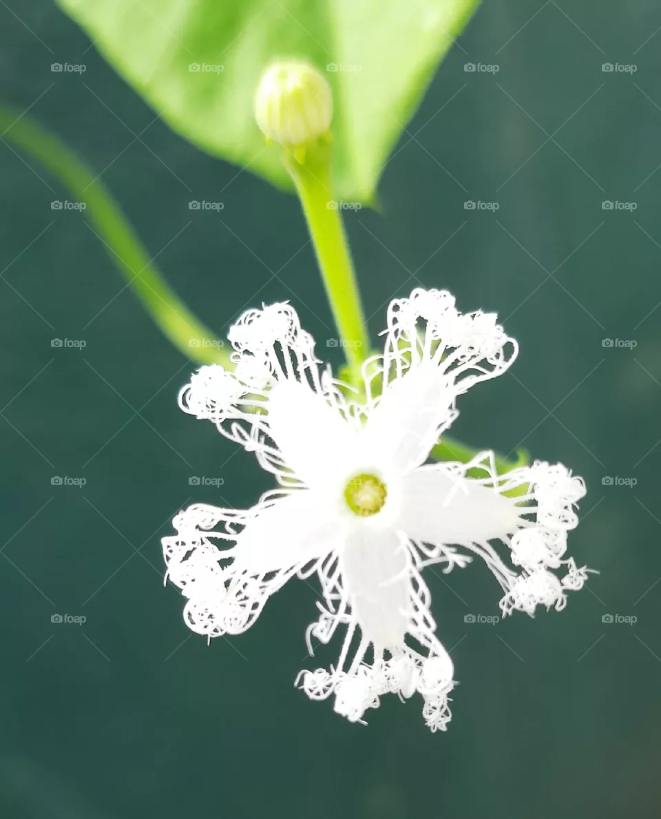 Flower of long beans