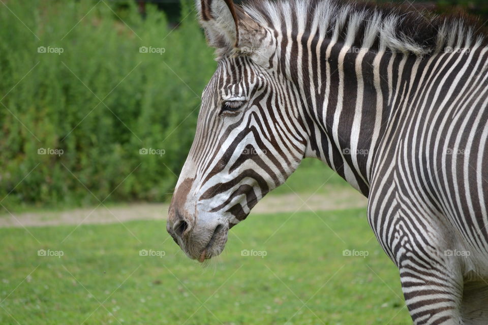 zebra in profile. Zebra at the zoo