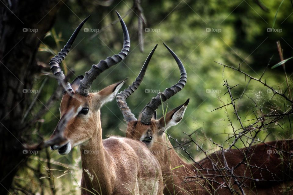 beautiful impala making their way through the bush. dinokeng .South Africa.