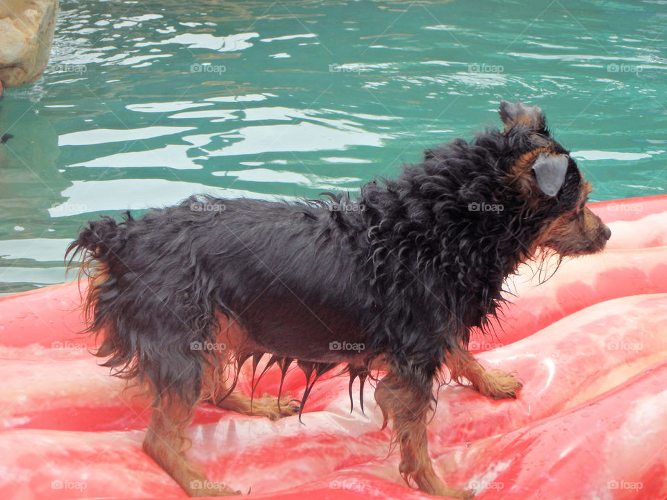 Chorkie on a raft in a pool