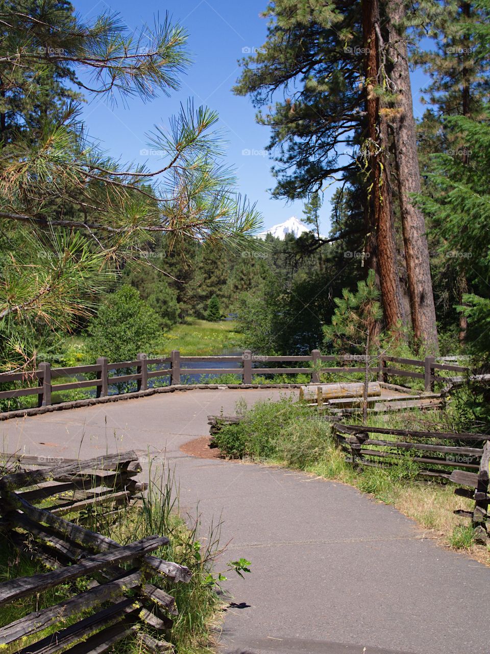 A nice paved path with cut logs made into fencing on the sides leads to the Headwaters of the Metolius River in Central Oregon with Mt. Jefferson in the background on a beautiful sunny summer day. 