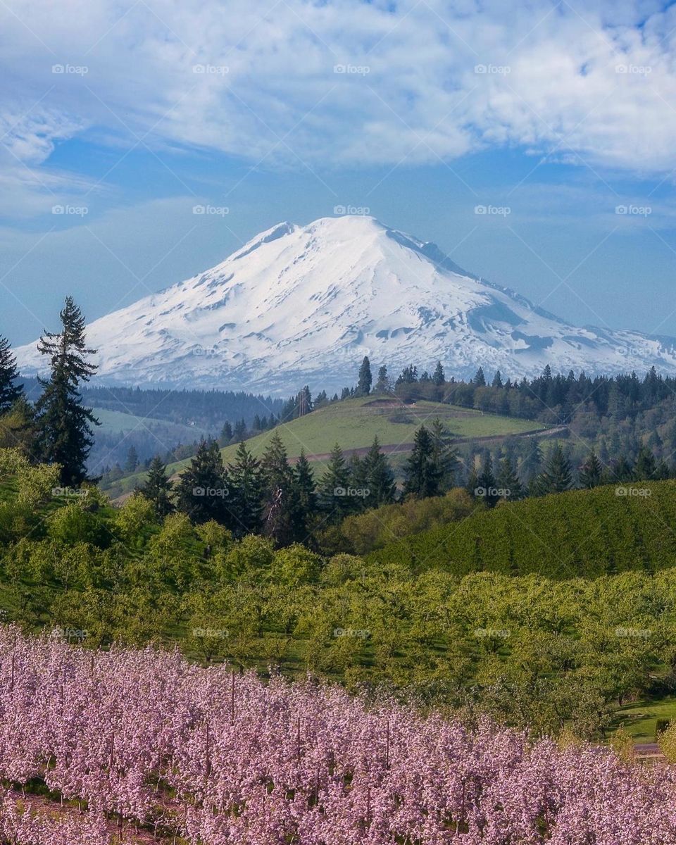 Spring time views of pear blossoms and rolling hills of under Mt Adams from Hood River Valley, Oregon 