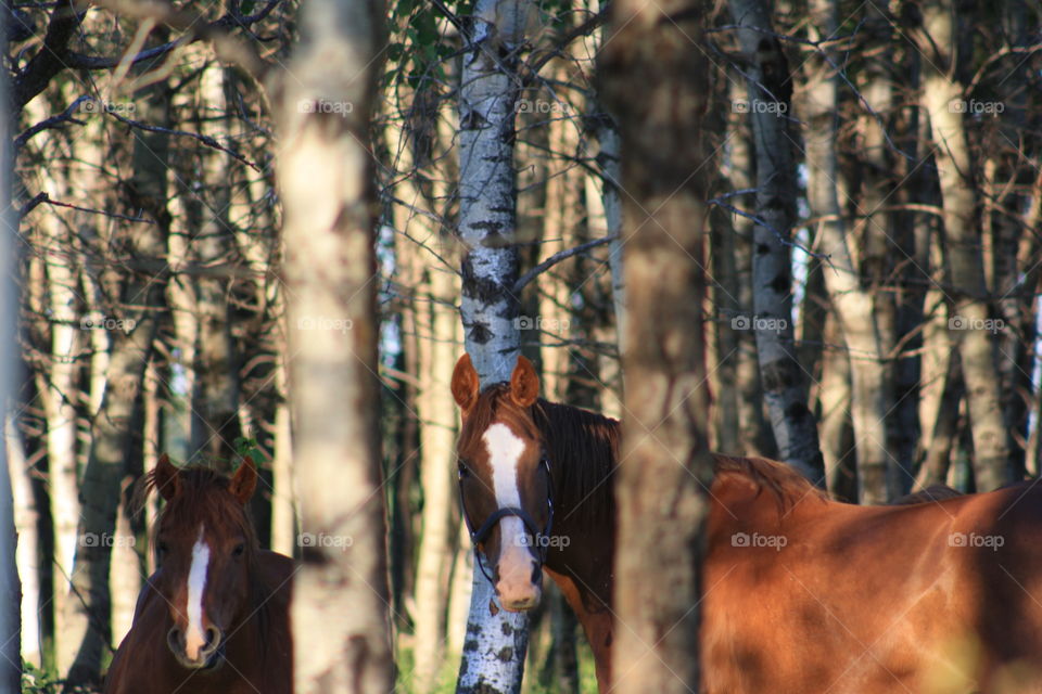 Two horses in the woods