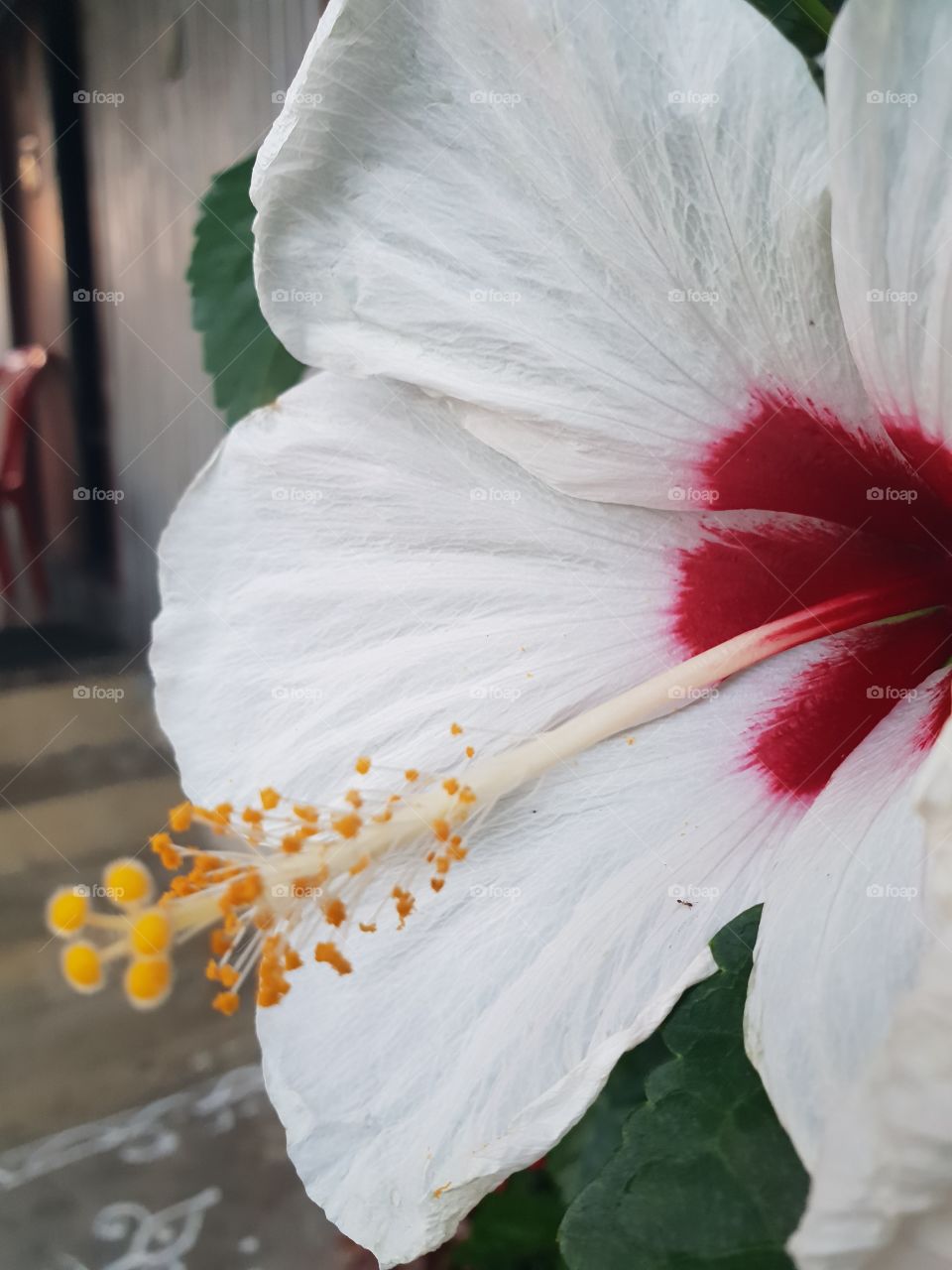 white hibiscus  flower