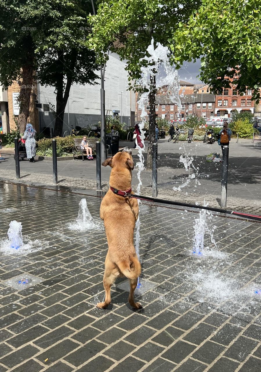 Dog playing with water. Water fountain. Street photo. On the street. Summer time, sunny day.