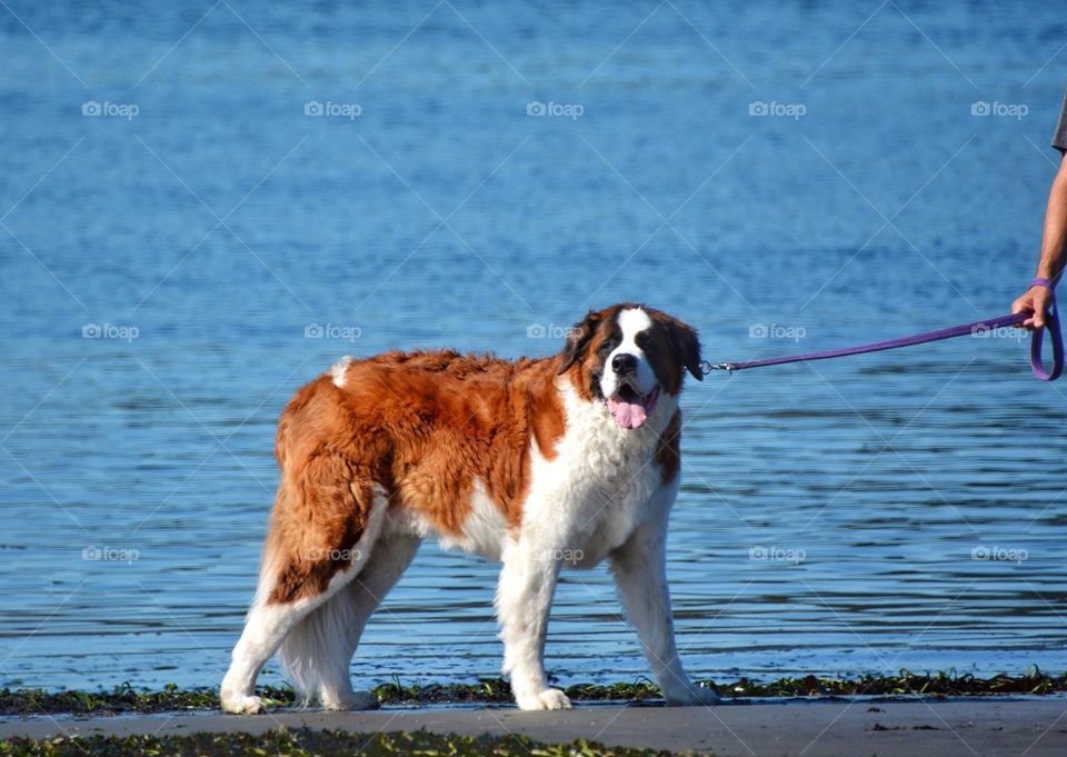 St Bernard on the beach