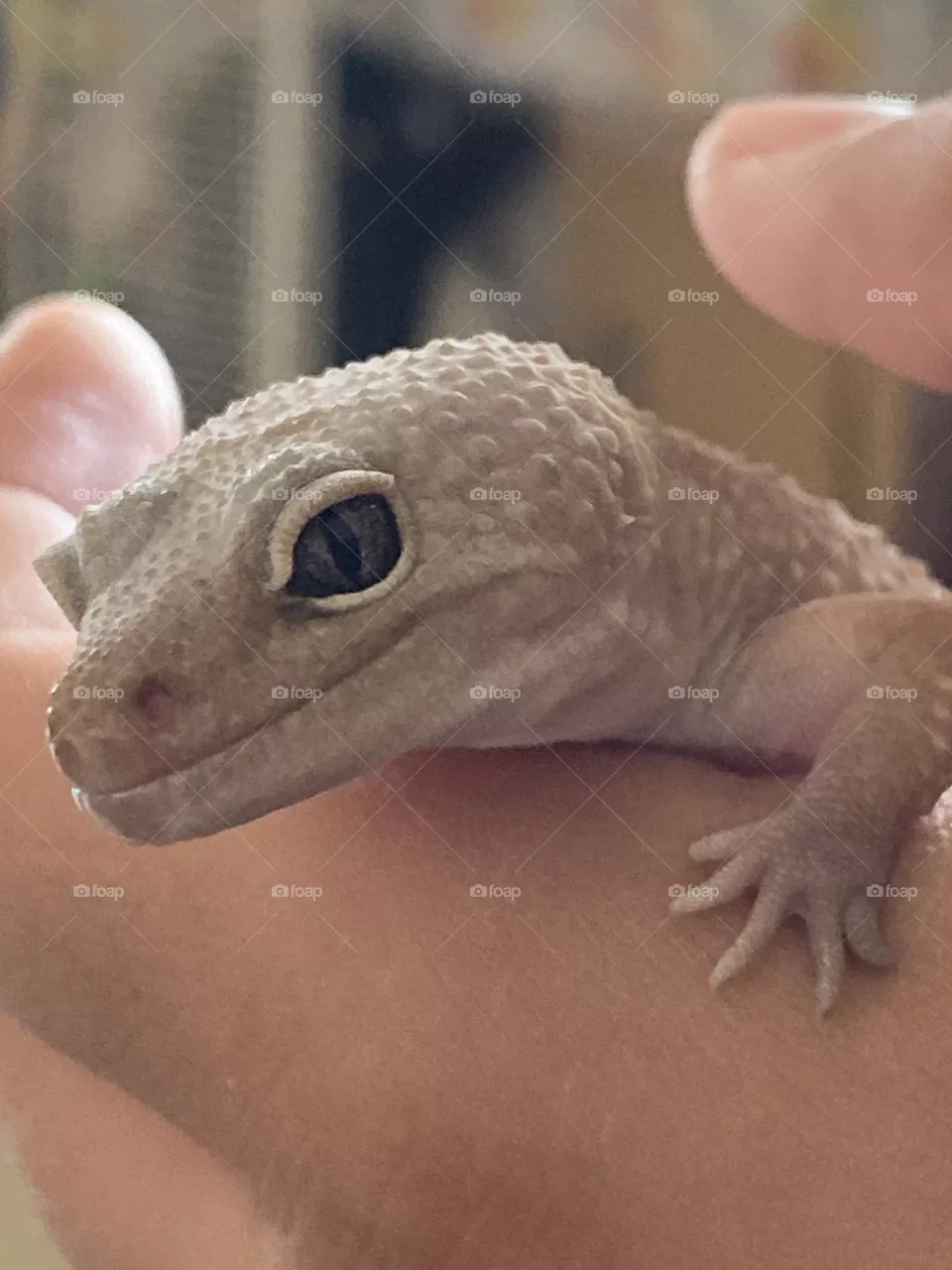 Geico 