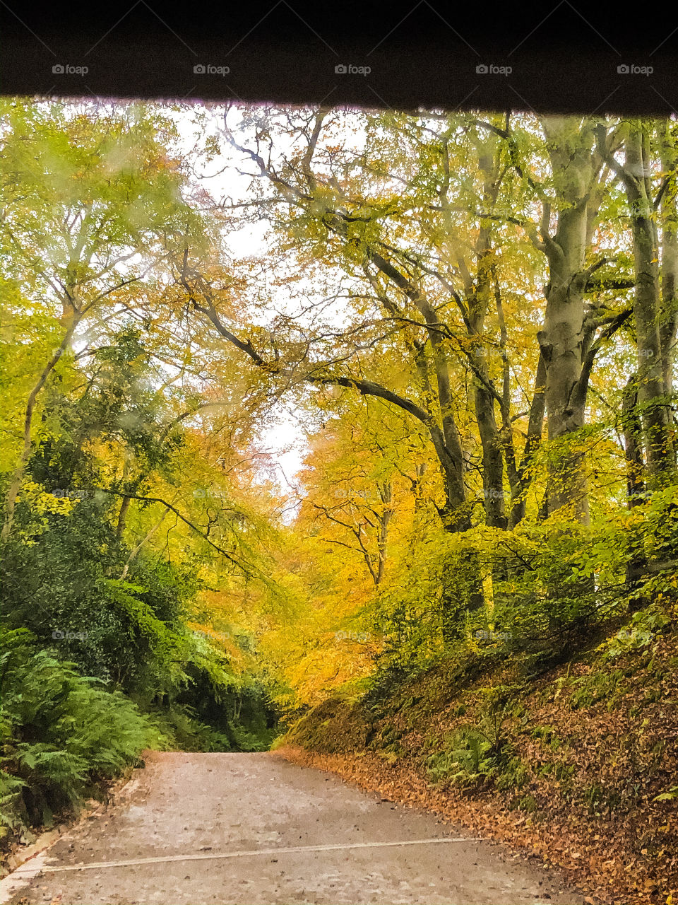 Autumn woodland