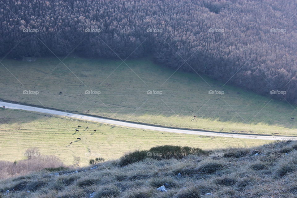 valley with horse