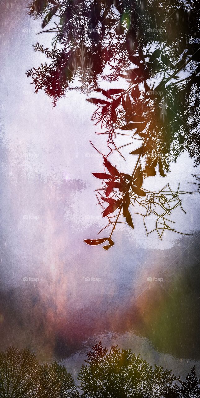 cloudy day oak trees Spanish Moss