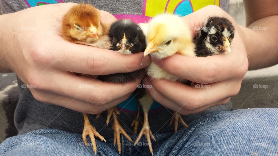 Hands holding a baby chicks