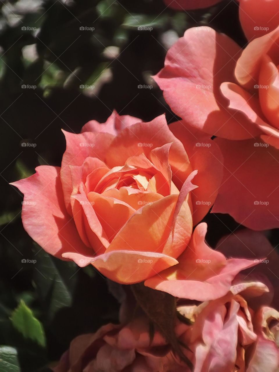 Macro photo of a flower growing in the garden