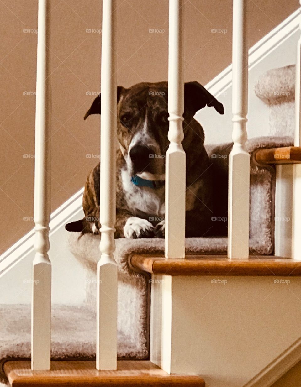 Tucker, the brindle Pitt Bull Bassett Hound mix rescue dog, resting on the stairs from the woods of South Georgia. 