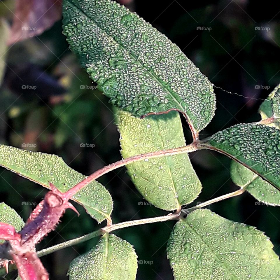 pink stems of rose new leaves covered with dew drops at dawn