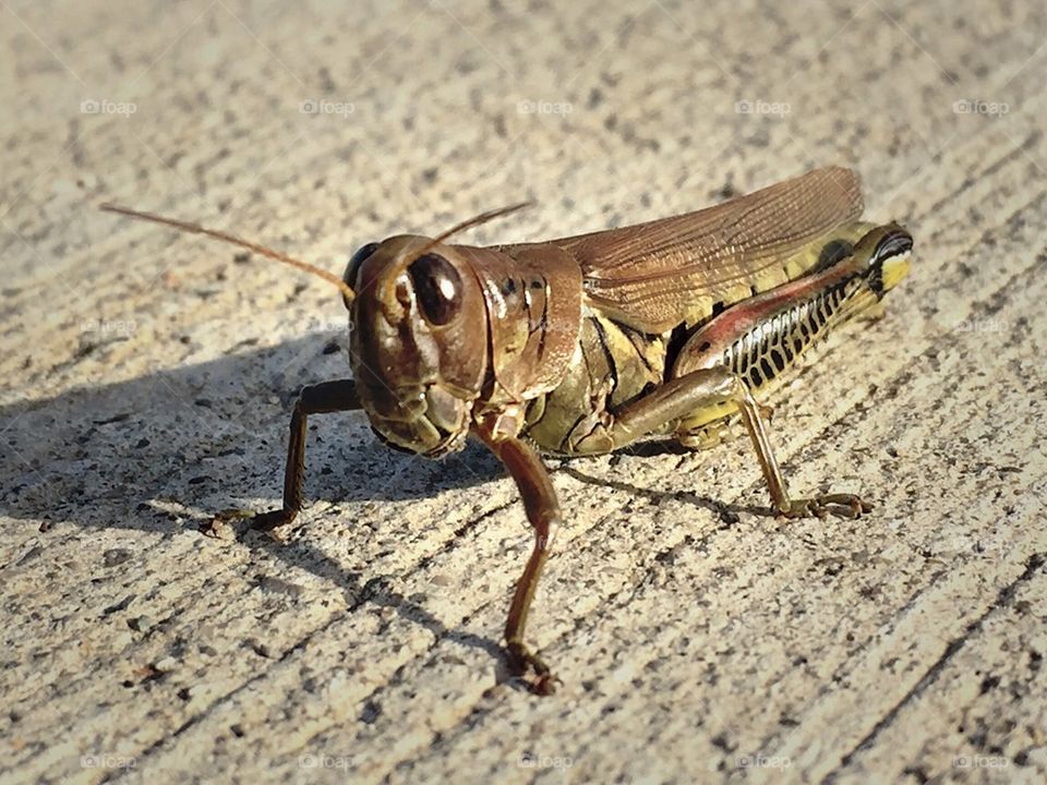 Close-up of grasshopper on dirt