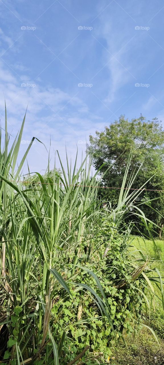 Green | Grass | Trees | Nature | Plants | Sugarcane Plant | Sky