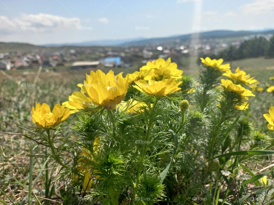 abundant flowering of yellow adonis flowers in spring in the foothills!