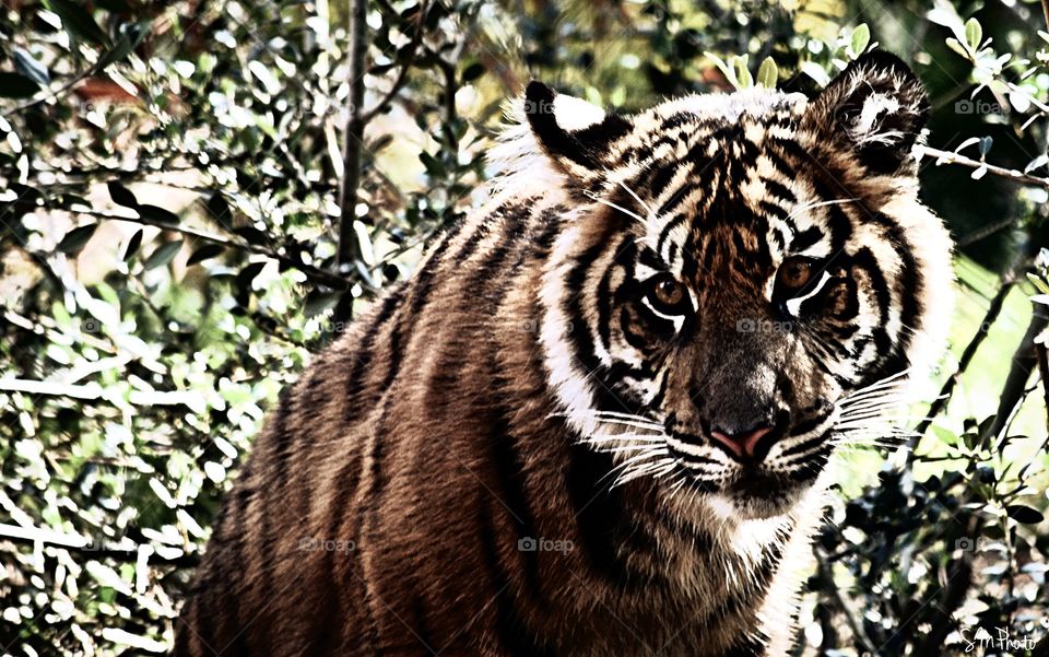 Tiger cub 