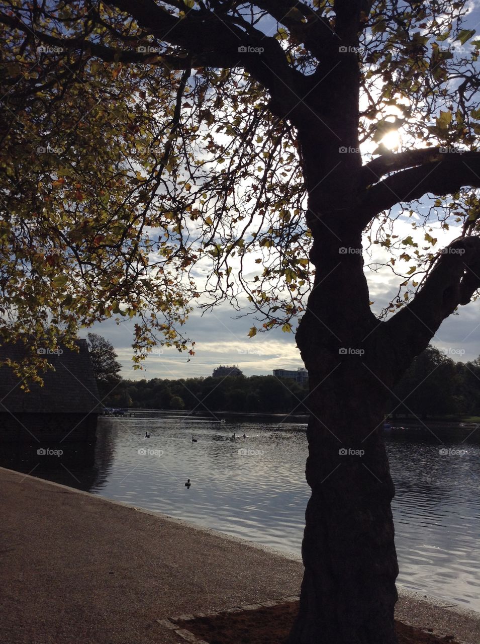 Trees leaves color stared to turn to yellow to tell us that Autumn is coming