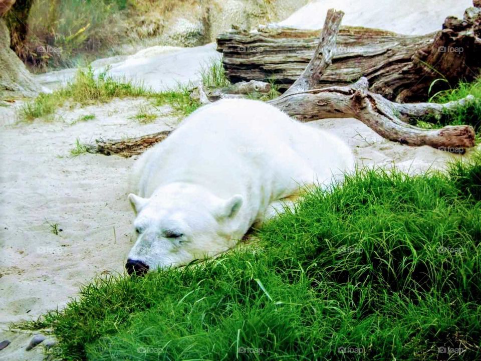 Polar bear nap