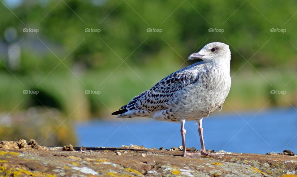 Black-Backed Gull Chick