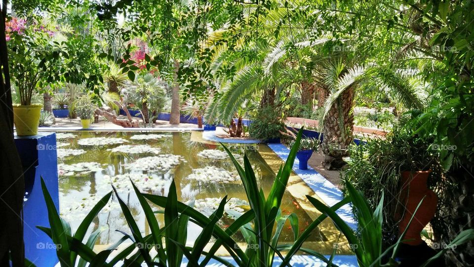 Beautiful and magic Majorelle Garden at marrakech city in morocco.