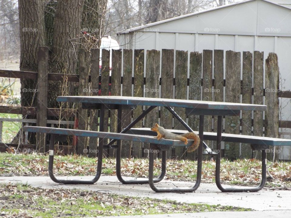 Squirrel on a picnic bench