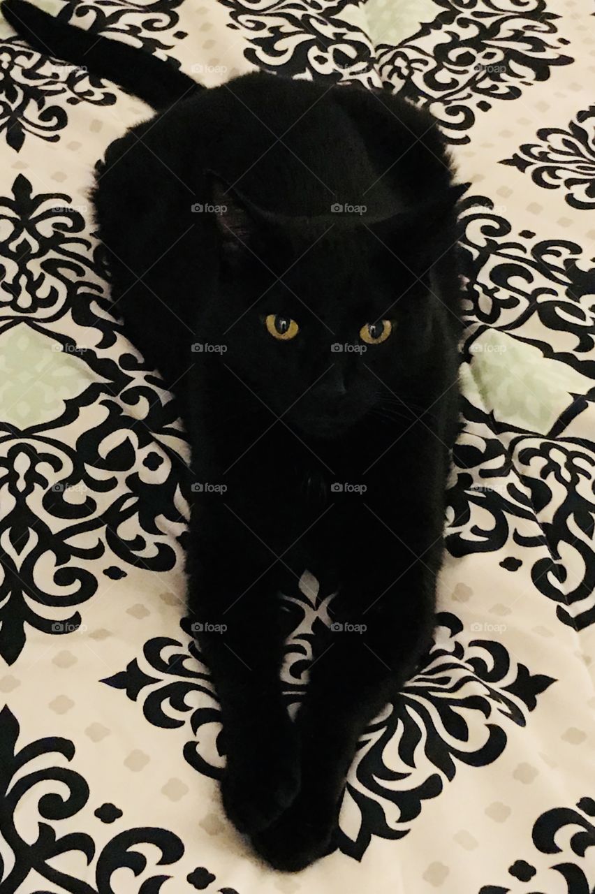 Gold eyed black cat