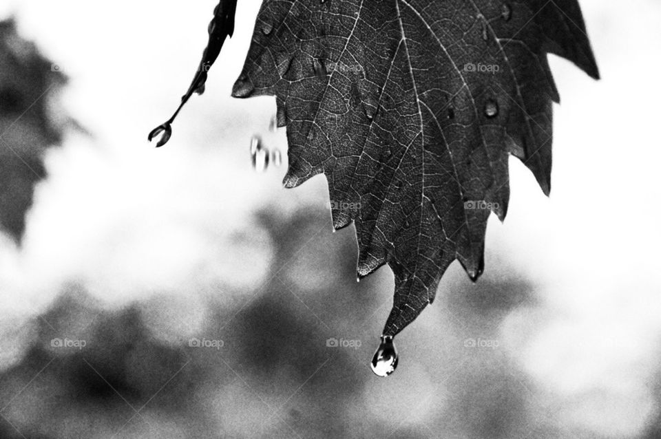 Vine leaves in the rain