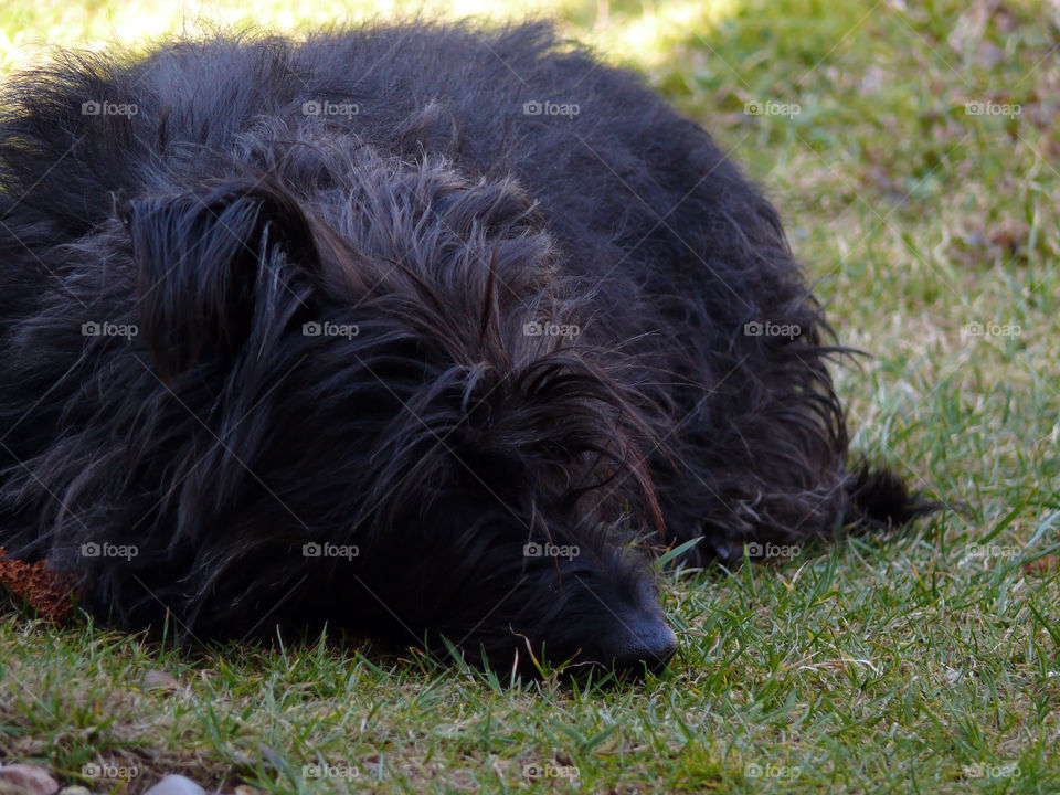 Dog lying on grassy field in Piechowice, Poland.