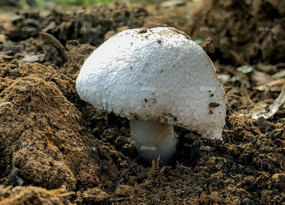 Agaricaceae mushrooms grows out of the soil