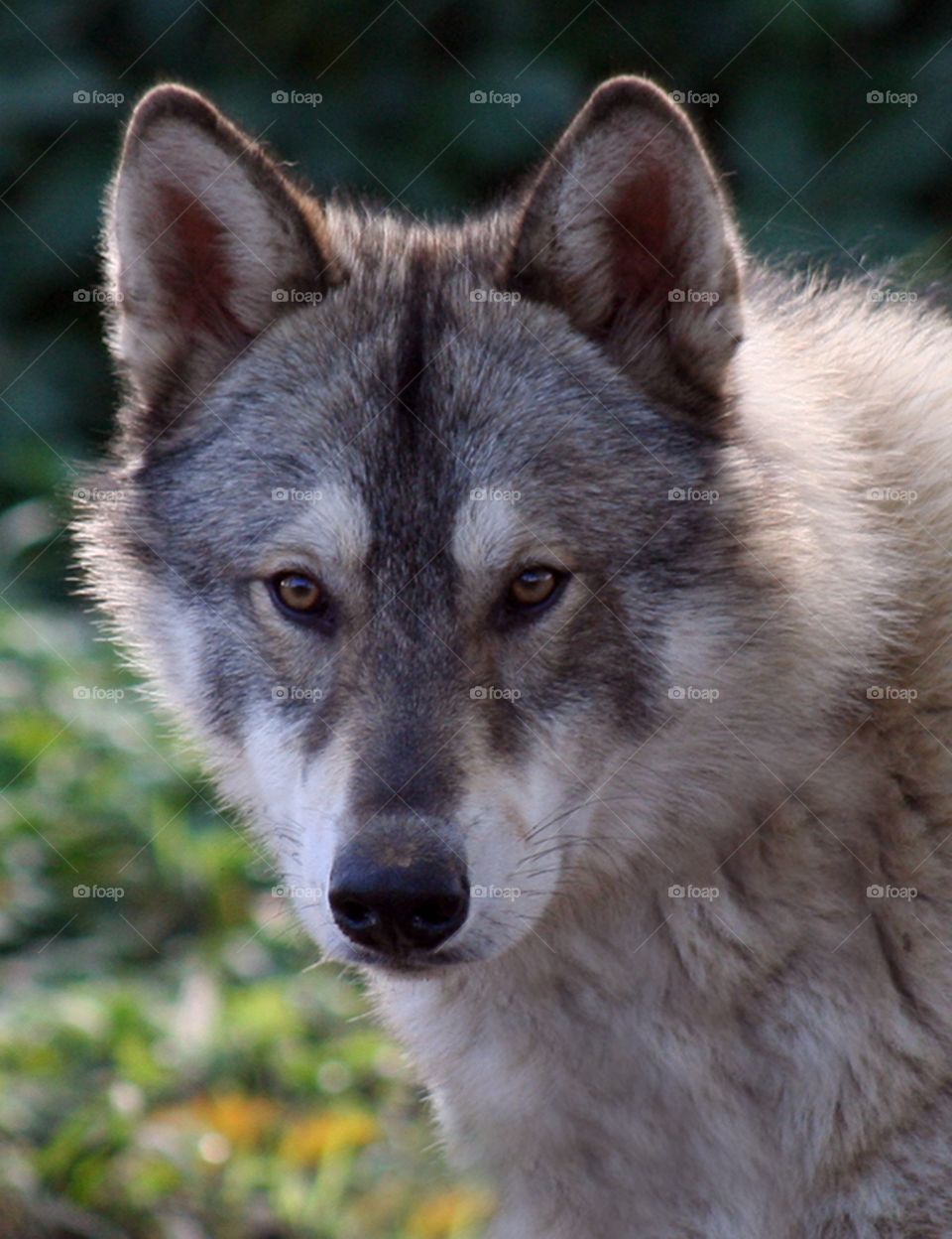 Hybrid wolf dog.